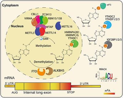 Corrigendum: Roles of N6-Methyladenosine (m6A) in Stem Cell Fate Decisions and Early Embryonic Development in Mammals